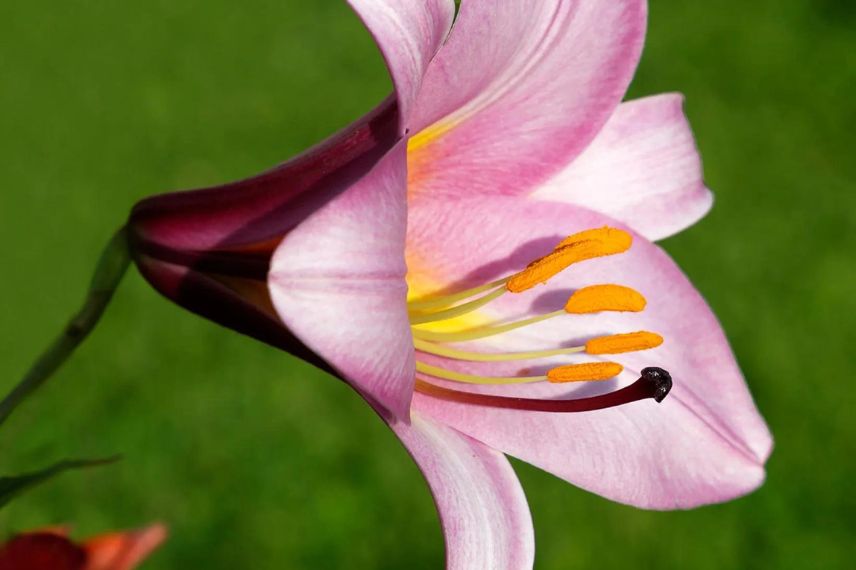 lys à fleur rose