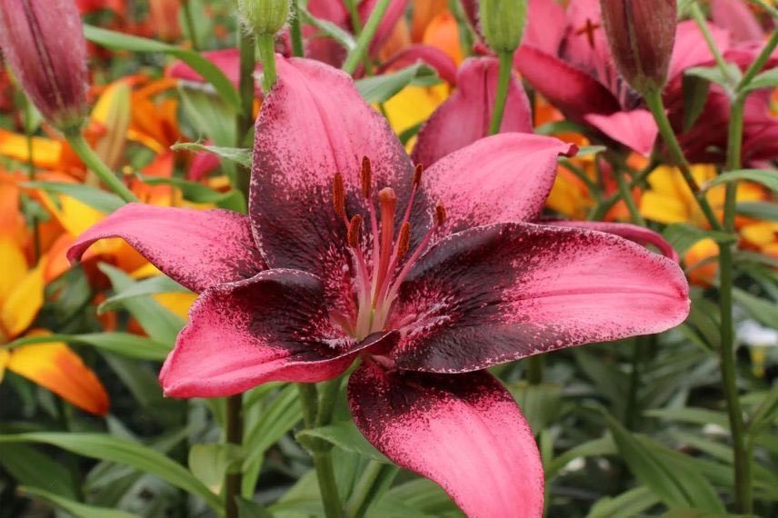 fleur rose et pourpre de lis