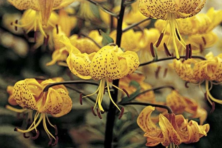 Lys botanique à fleurs jaunes