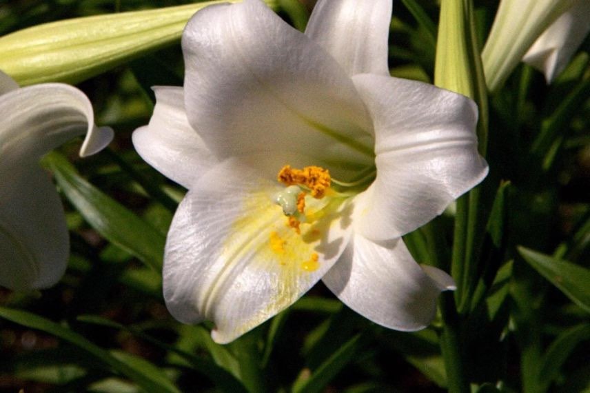 Lys de paques à fleurs blanches