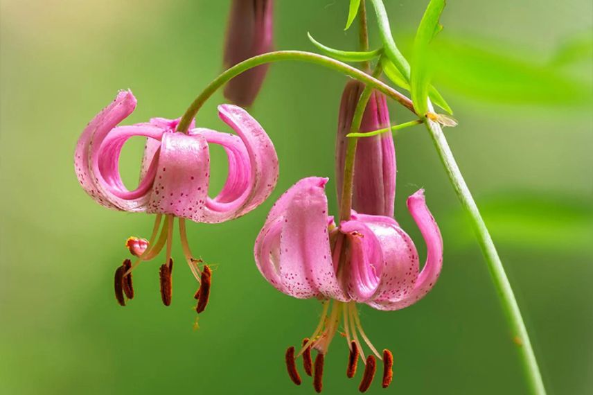 fleurs roses de lis martagon