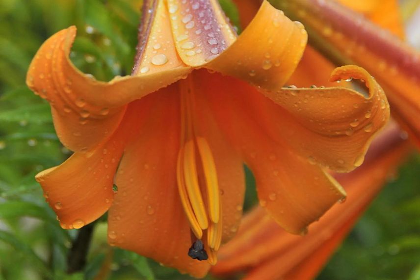 lis à fleur orange