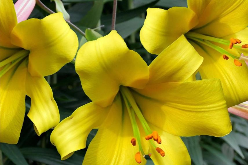 Lys trompette à fleurs jaunes