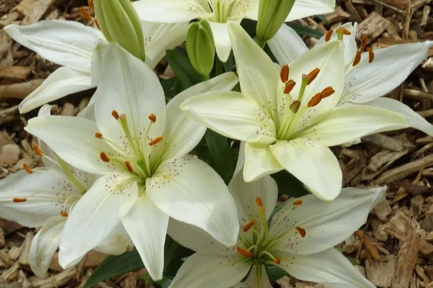 Lilium 'Ivory Pixie'