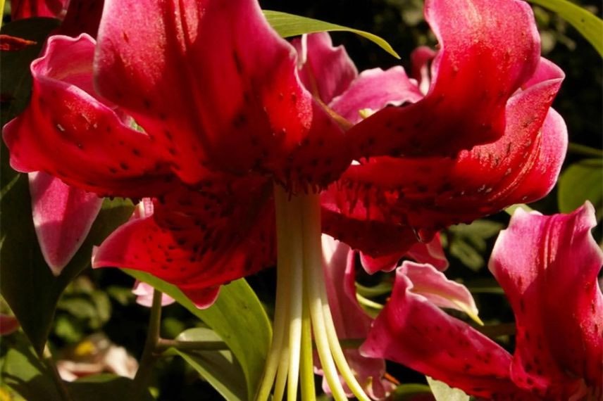 Lis à fleur rouge