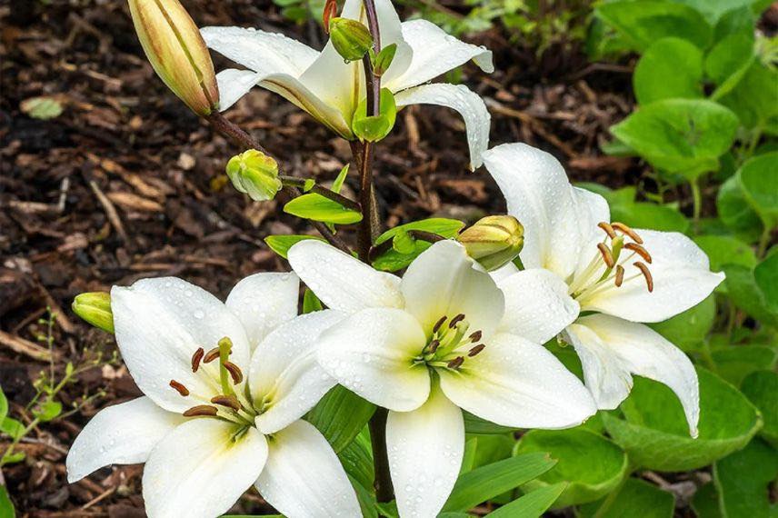 Lilium Navona, Lys asiatique