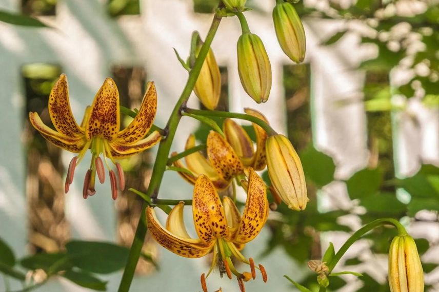 Lis martagon à fleurs jaune orangé