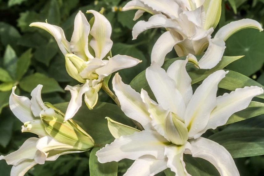 Lys oriental à fleurs blanches et doubles