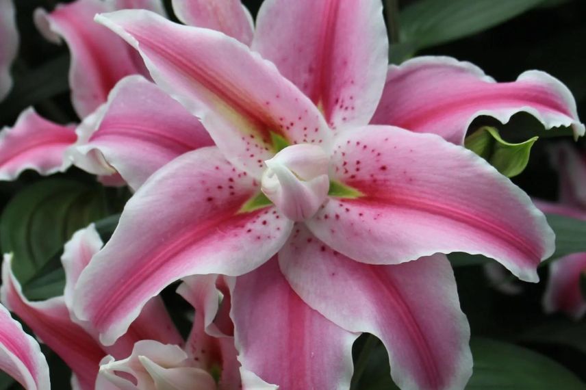 fleur bicolore rose et blanche de Lys