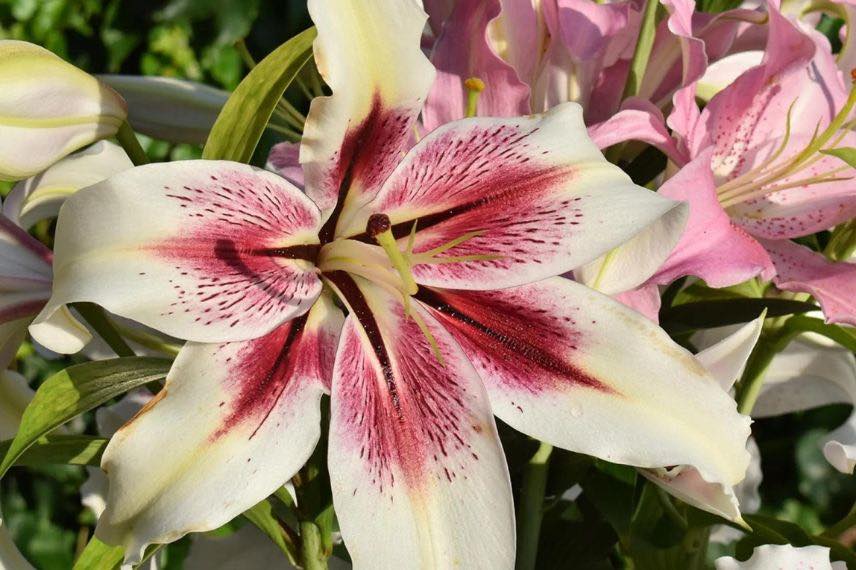 Lys fleurs bicolores rose et blanc