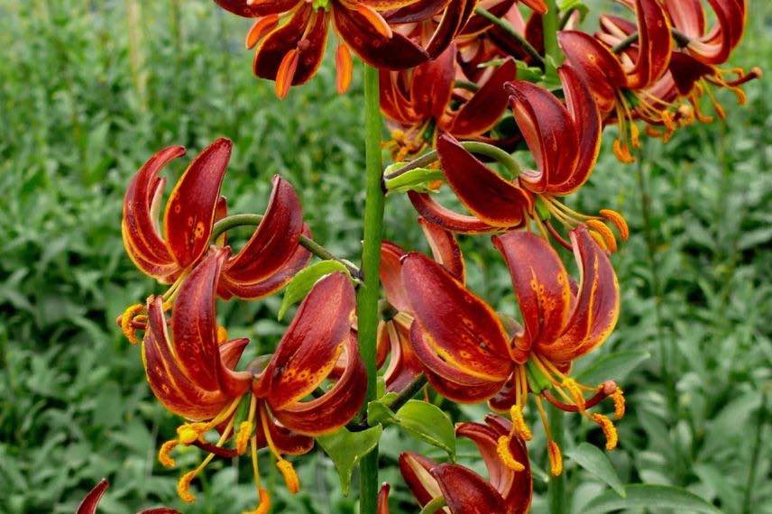 Lis à fleurs rouges