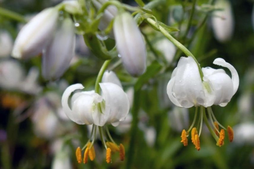 Lys martagon à fleurs blanches