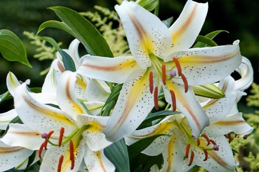 Lys à fleurs bicolores 