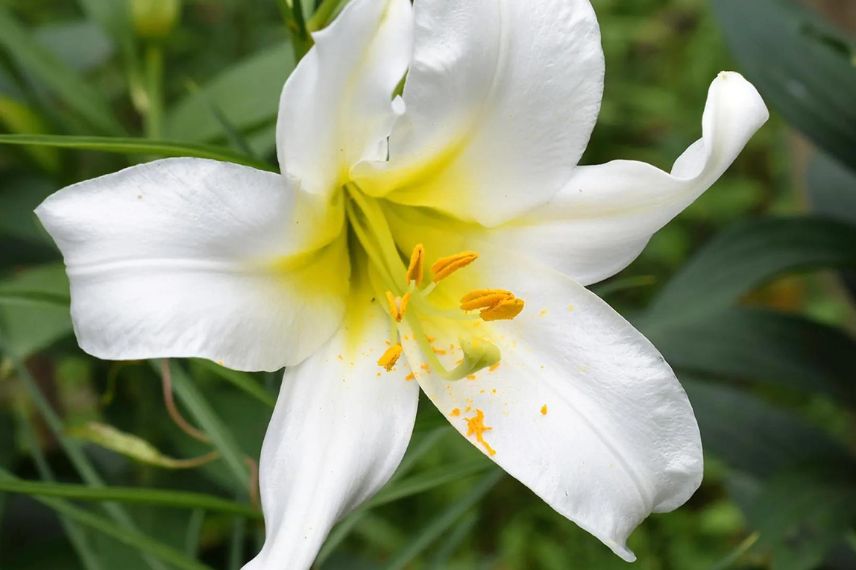 lis à fleur blanche