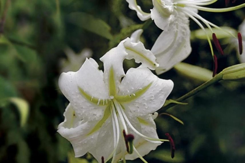 Lys à fleurs blanches