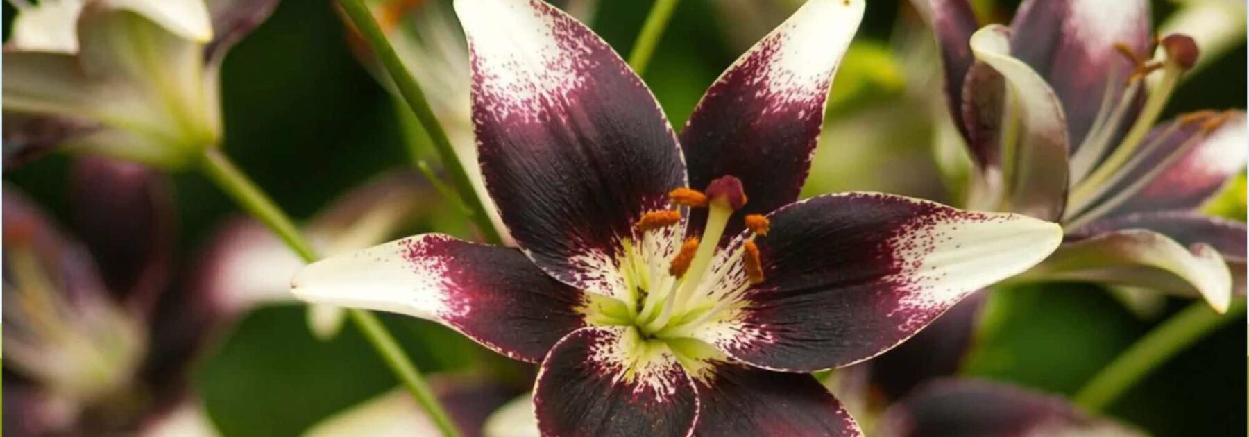 5 Lys à fleurs bicolores pour un jardin original