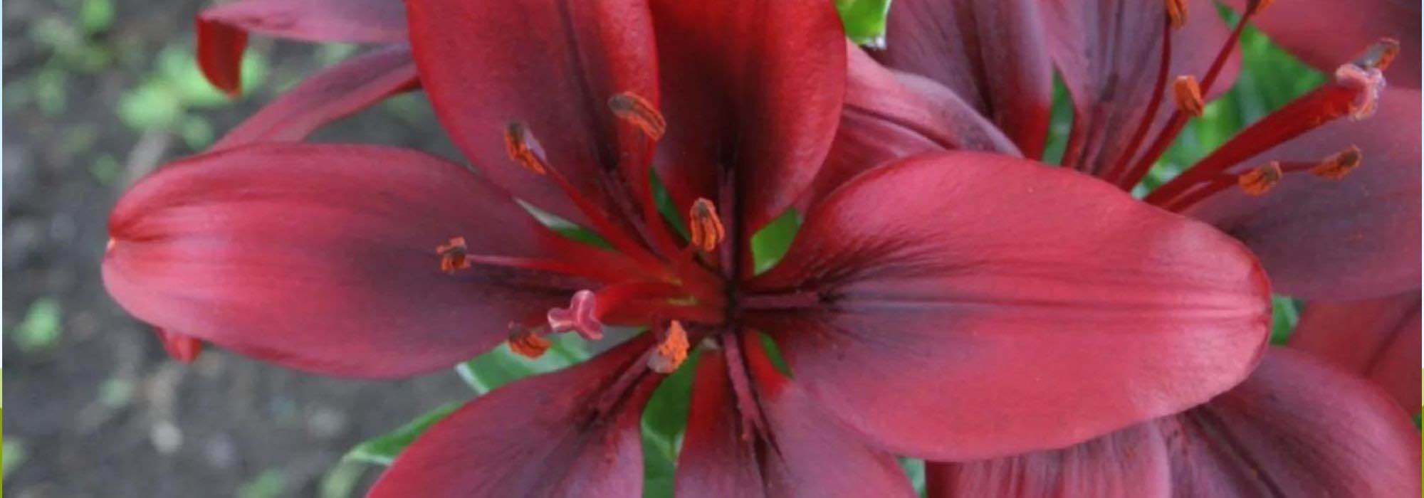 5 Lys à fleurs rouges pour un jardin flamboyant