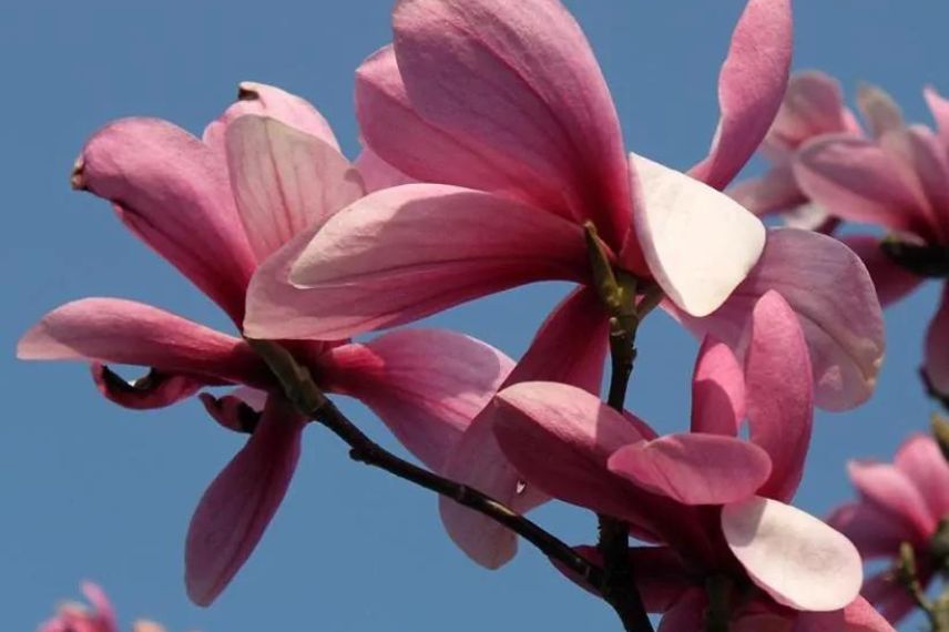 fleur rose de magnolia