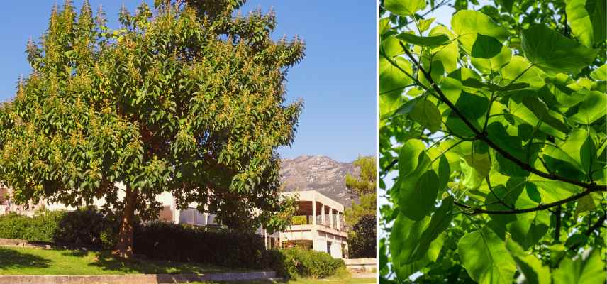 ombre epaisse Paulownia