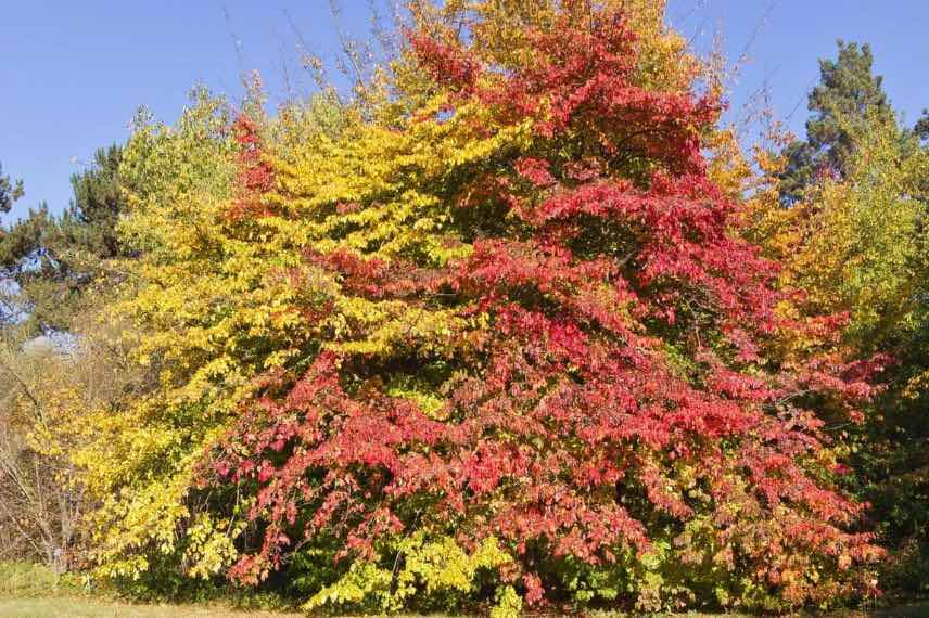 Parrotia ou arbre de fer à feuillage d'automne