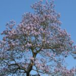 Espèces invasives : faut-il avoir peur du paulownia ?