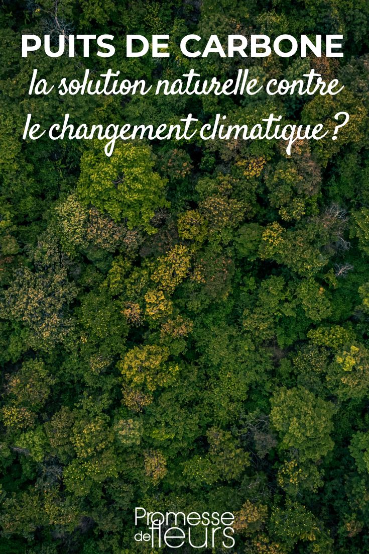 la foret : la solution naturelle contre le changement climatique ?