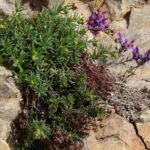 Elles poussent sur les pierres ! Découvrez les plantes lithophytes