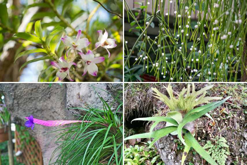 exemples de plantes lithophytes