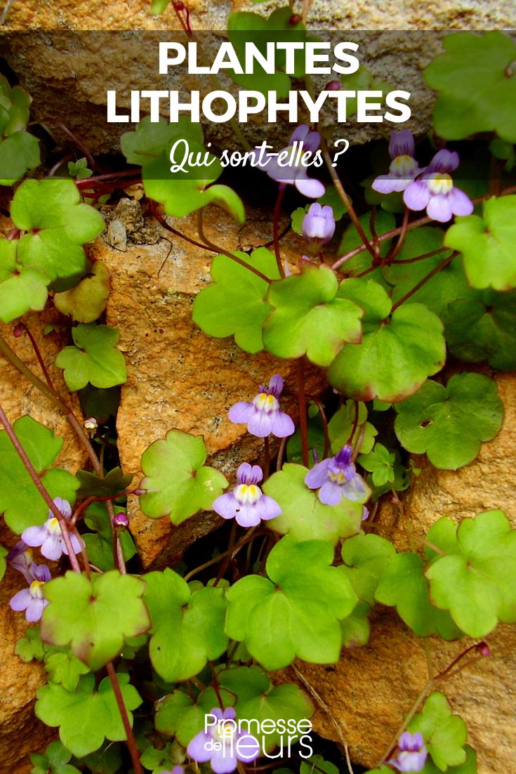 Cymbalaria muralis