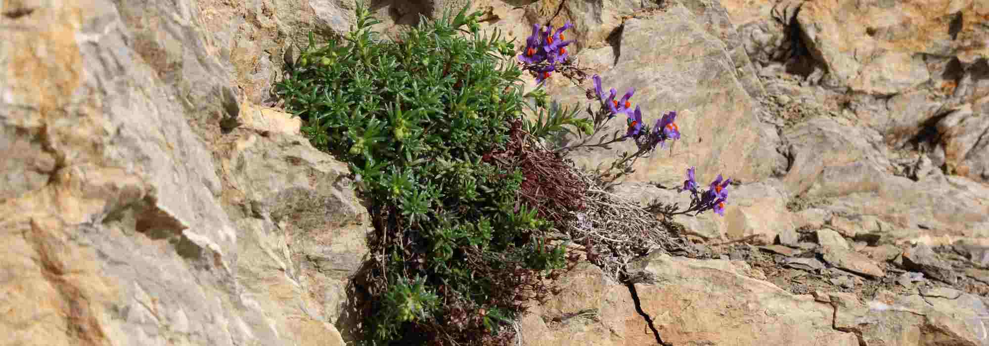 Elles poussent sur les pierres ! Découvrez les plantes lithophytes