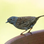 Comment fabriquer un nichoir à oiseaux avec des pots de fleurs ?