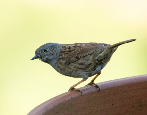 Comment fabriquer un nichoir à oiseaux avec des pots de fleurs ?