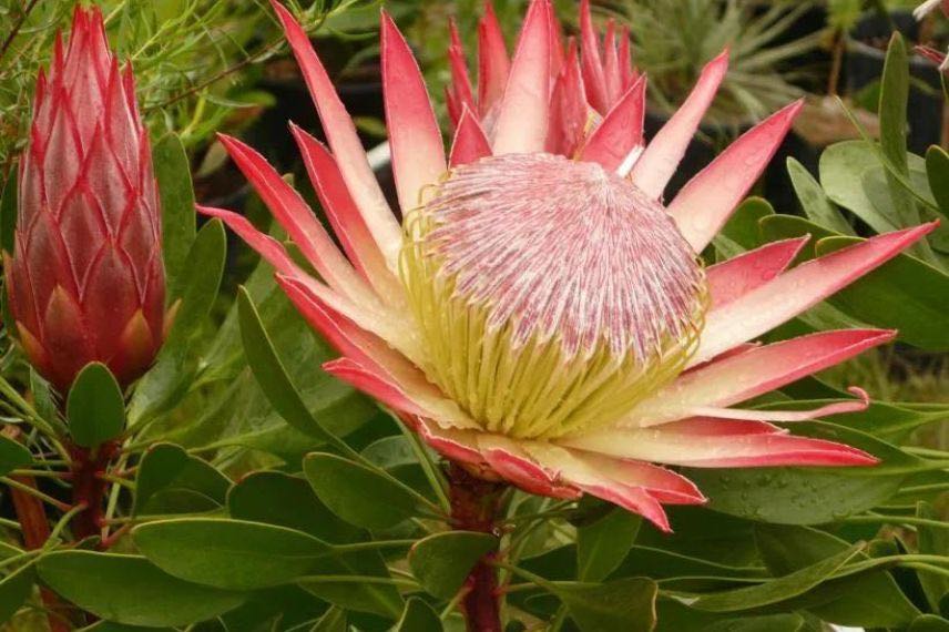 fleur de Protea