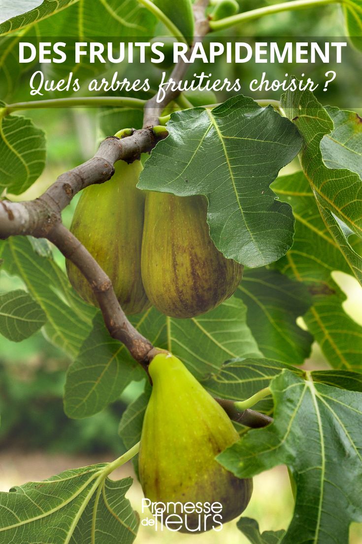 figuier produit des fruits rapidement