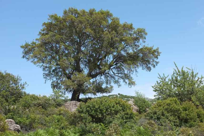 arbres jardin garrigue sec calcaire