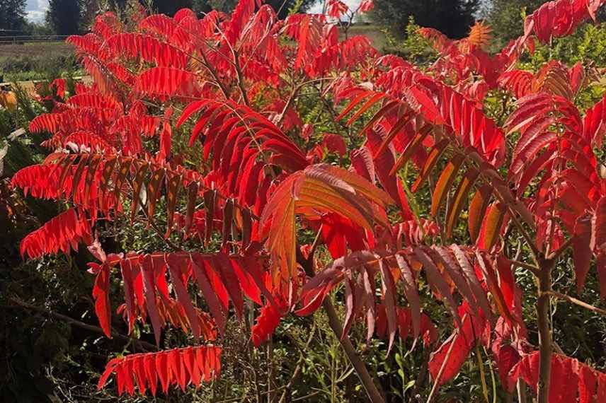 Sumac à feuillage rouge