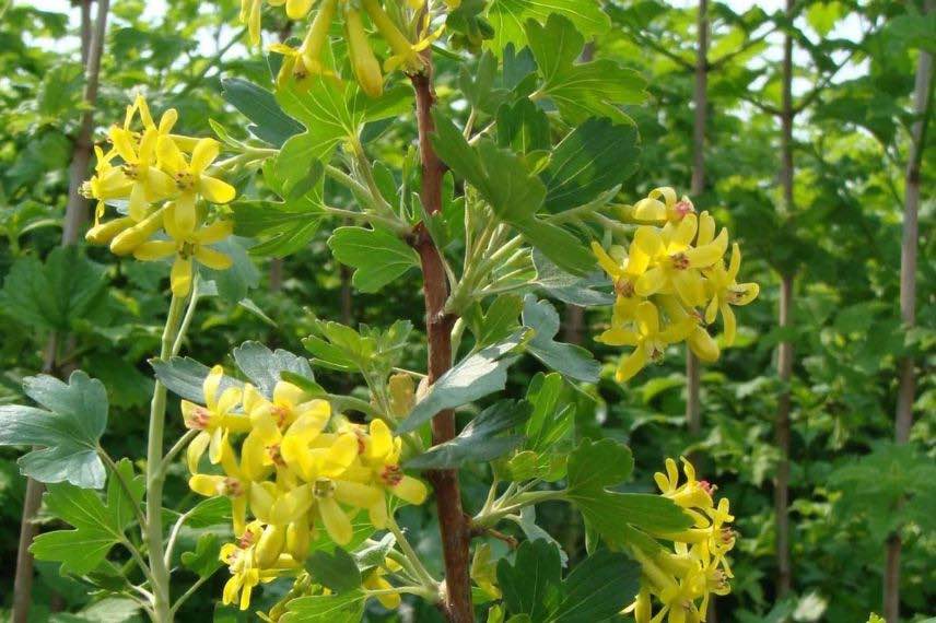 Groseiller à fleurs jaunes