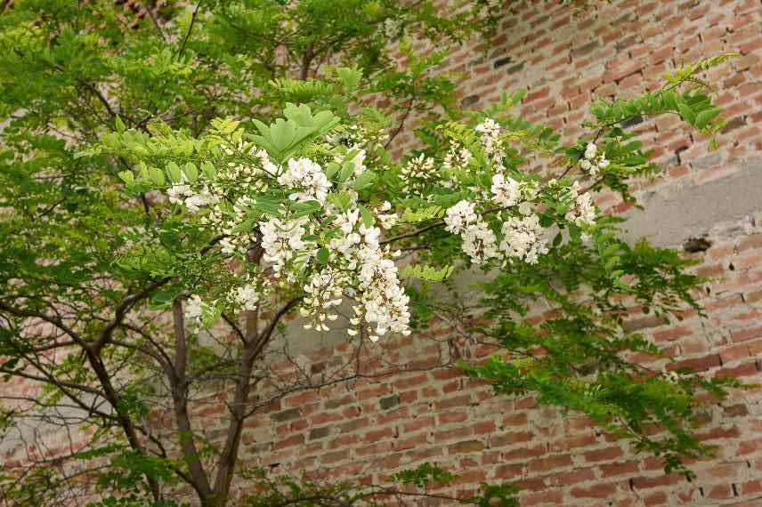 Robinier à feuillage vert et fleurs blanches