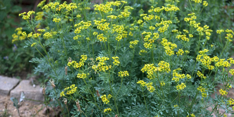 Ruta graveolens, rue officinale