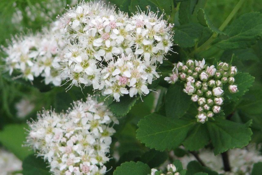 Spirea betulifolia