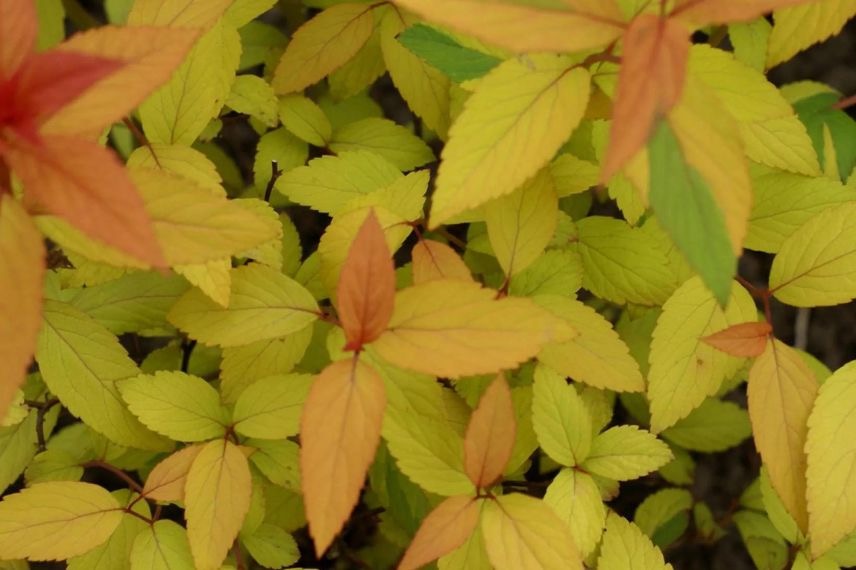 Spirea japonica