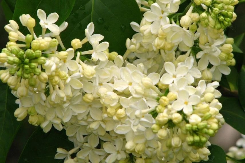 Lilas à fleurs jaune pâle