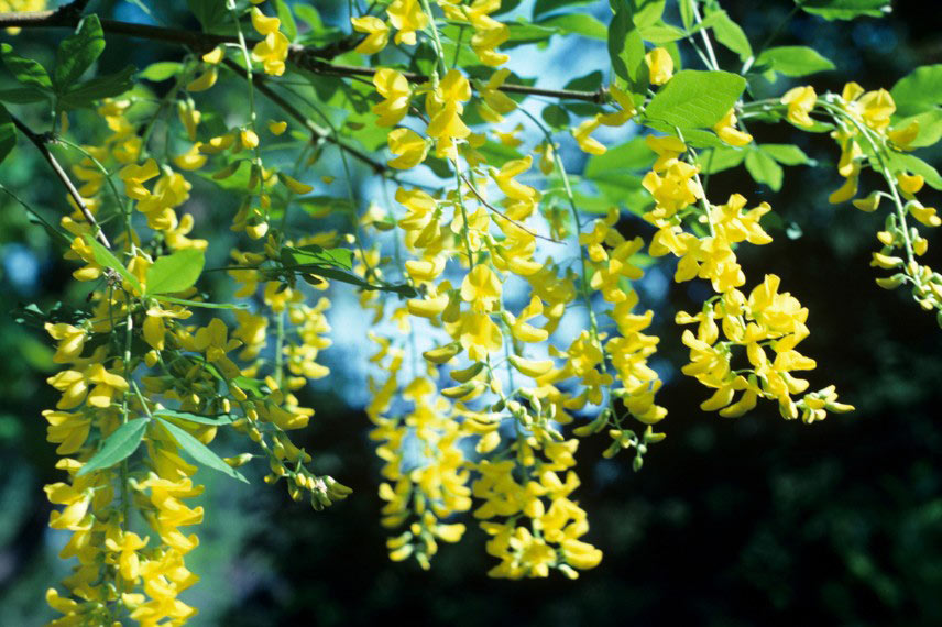 La floraison du Cytise Laburnum watereri