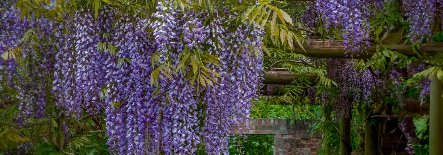 Composez un jardin opulent avec une profusion de fleurs en cascade !