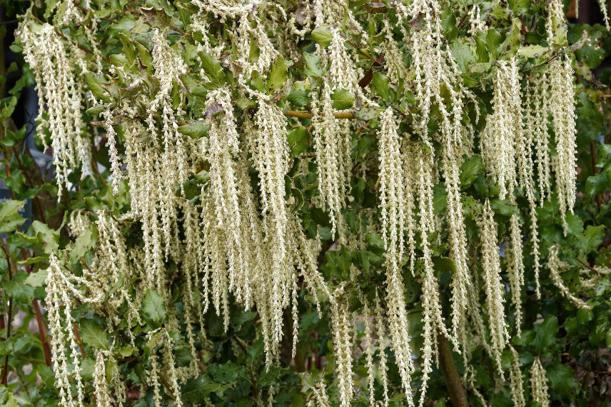 La floraison du Garrya 