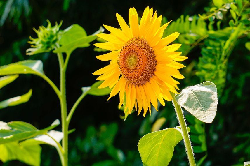 grande fleur de tournesol jaune