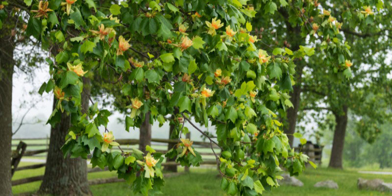 Liriodendron tulipifera