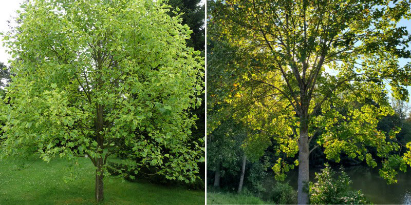 Tulipier de Virginie, Liriodendron