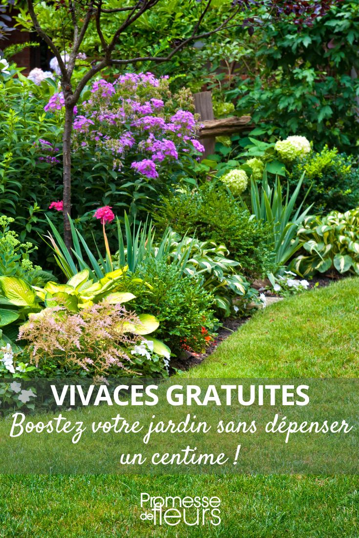 jardin d'ornement et multiplication de plantes vivaces