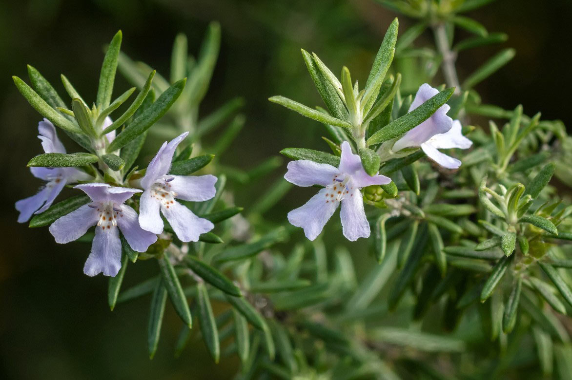 La floraison du romarin d'Australie ou Westringia